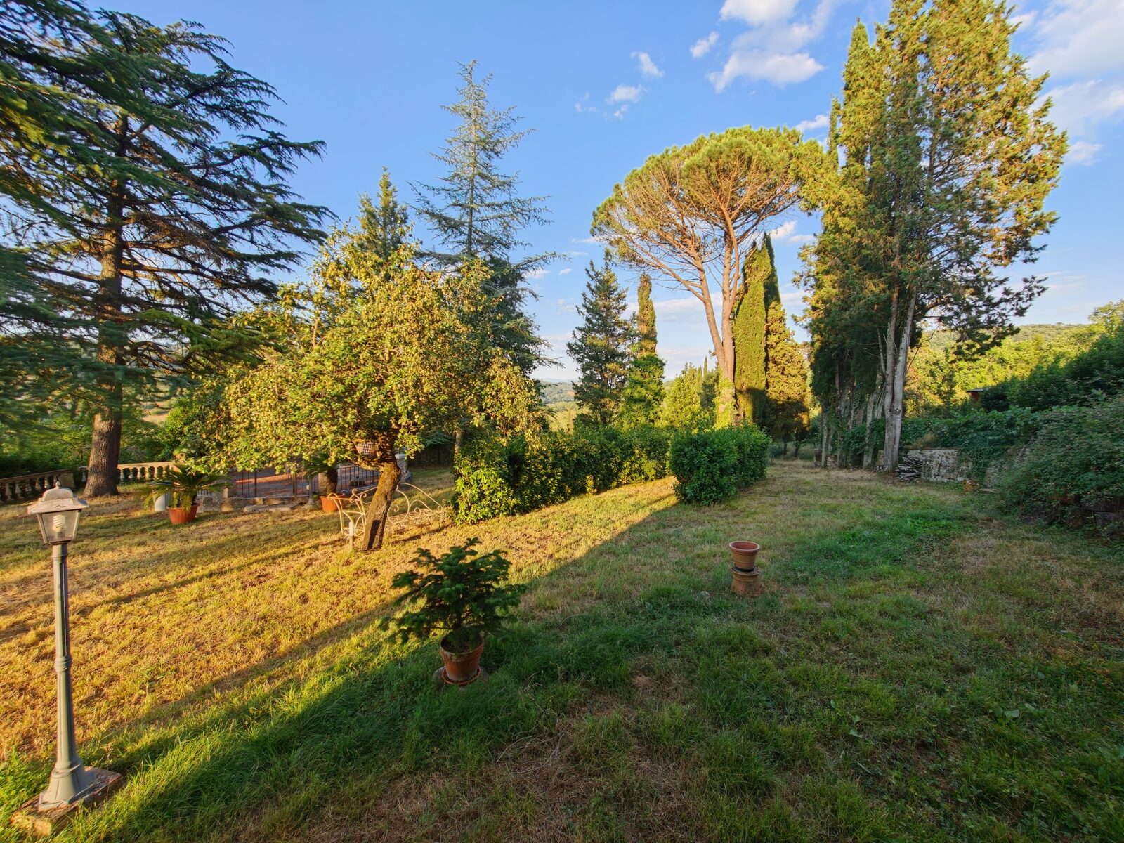 Garden with umbrella pines at golden hour