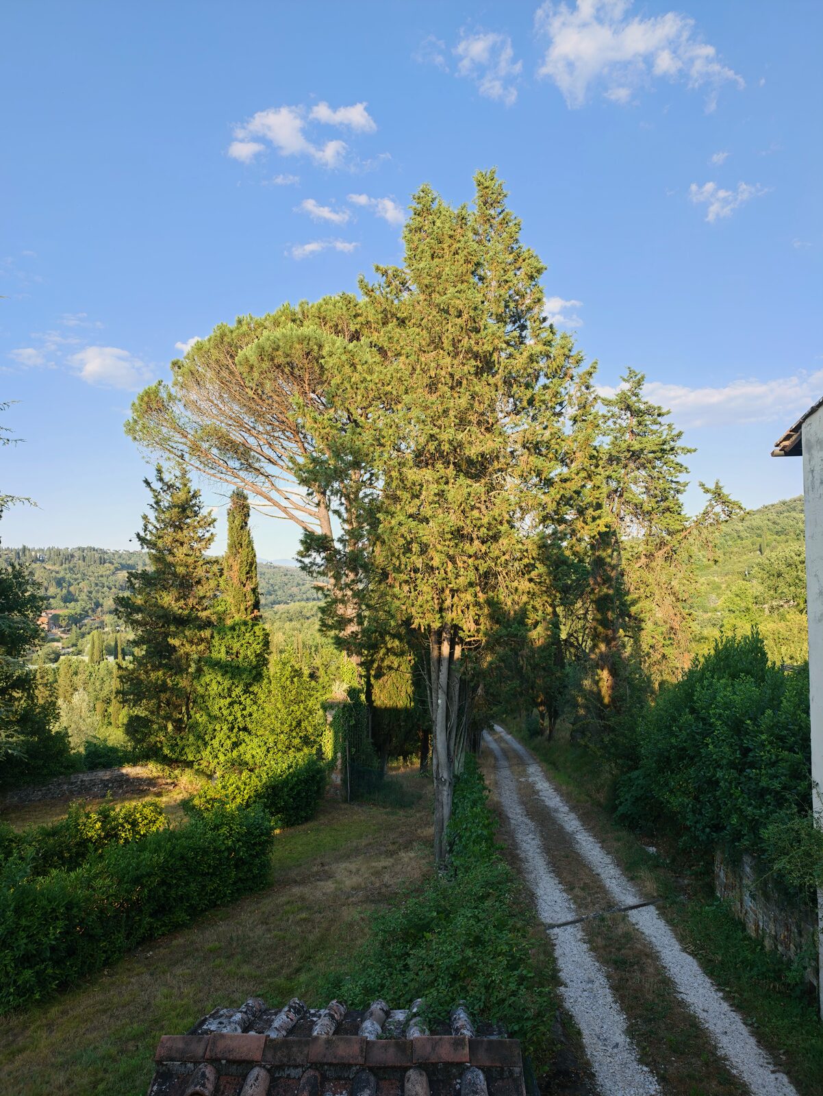 Cypress-lined path